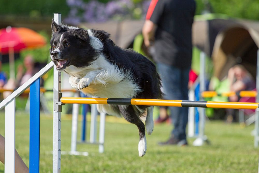 A dog jumping in playground. Free public domain CC0 photo