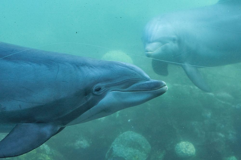 Cute dolphins swimming together. Free public domain CC0 photo.