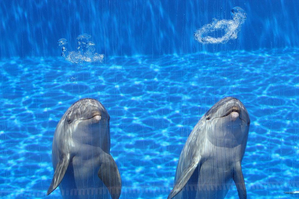 Cute dolphins inside a pool. Free public domain CC0 photo.