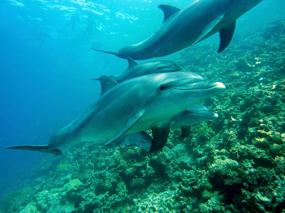 Dolphins swimming close up. Free public domain CC0 image.