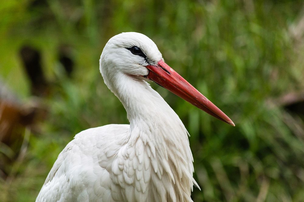 Stork, bird photography. Free public domain CC0 image.