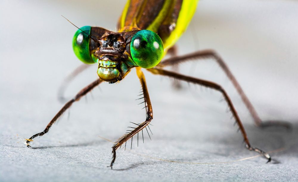 Dragonfly's face closeup, insect background. Free public domain CC0 photo.
