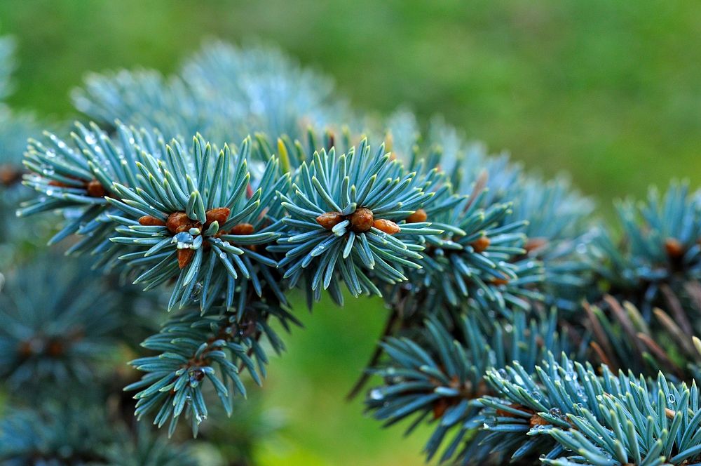 Conifer cone, pine tree, nature background. Free public domain CC0 photo.