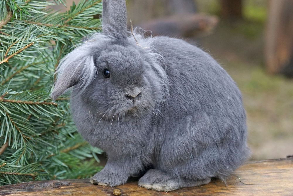 Cute rabbit on the field. Free public domain CC0 image.