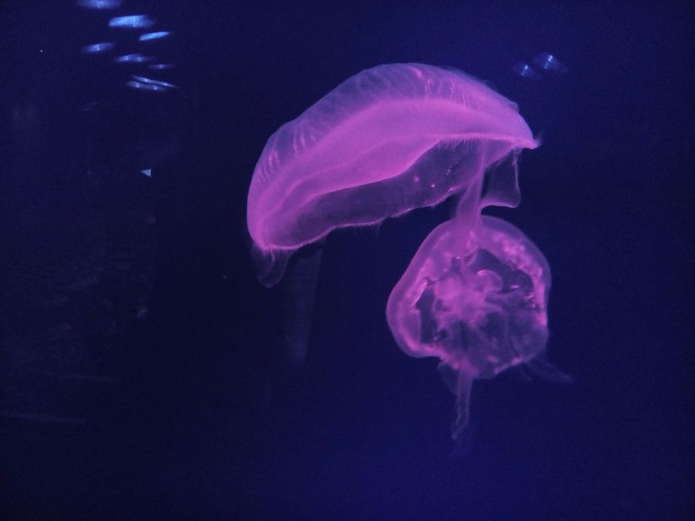 Bright purple floating jellyfishes. Free public domain CC0 image.