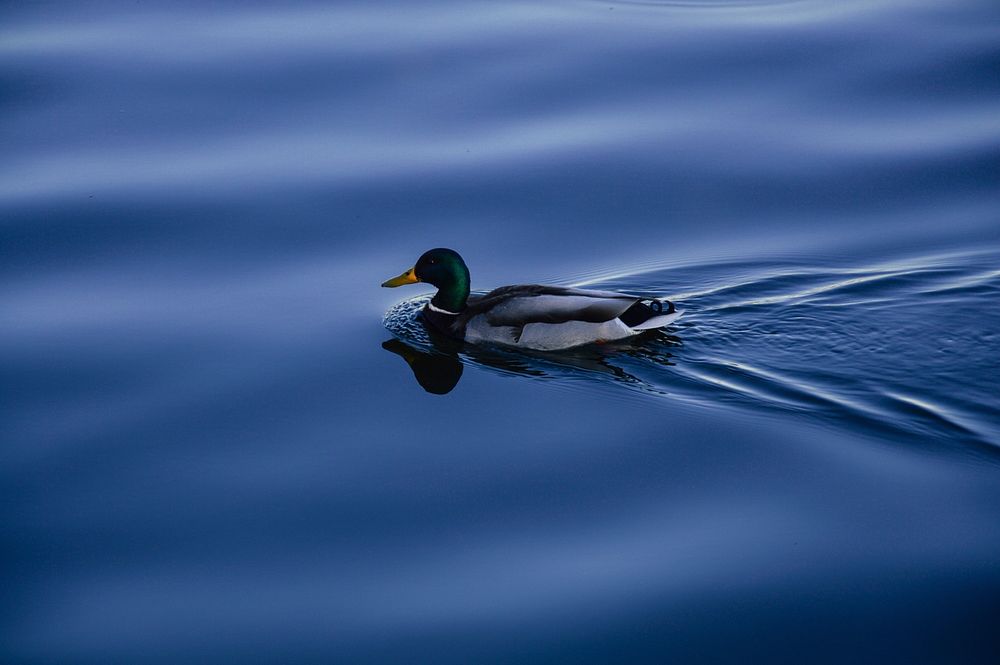 Green mallard duck close up. Free public domain CC0 photo.