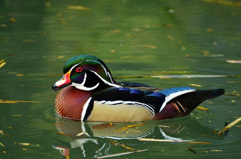 Swiming wood duck close up. Free public domain CC0 photo.