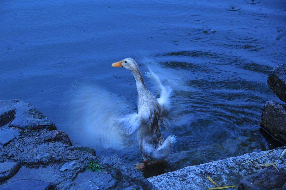 Indian Runner duck flapping wings. Free public domain CC0 photo.