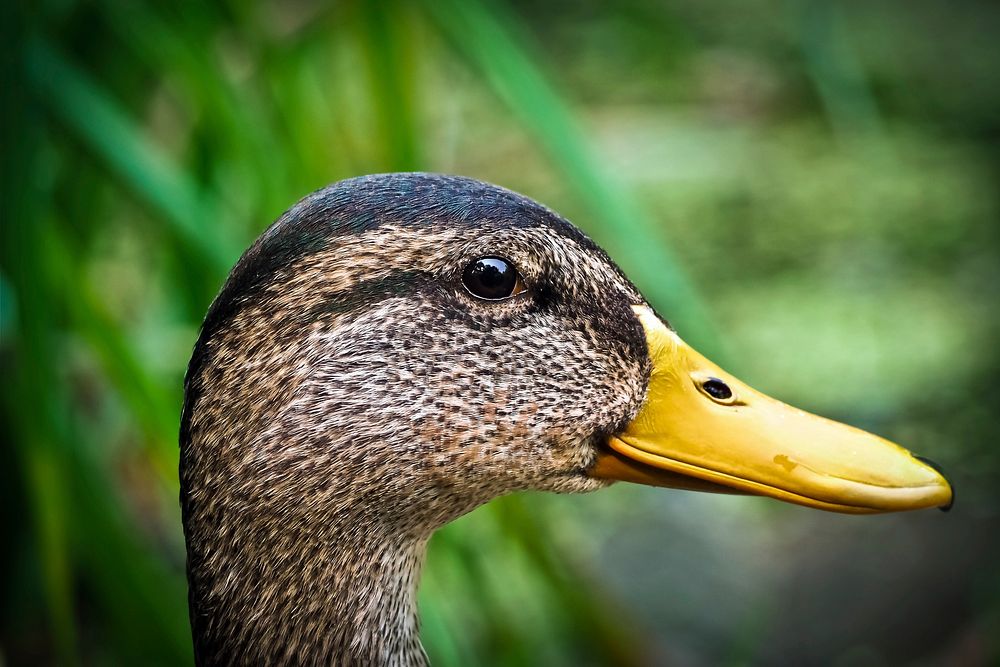 Mallard duck head side view. Free public domain CC0 image.