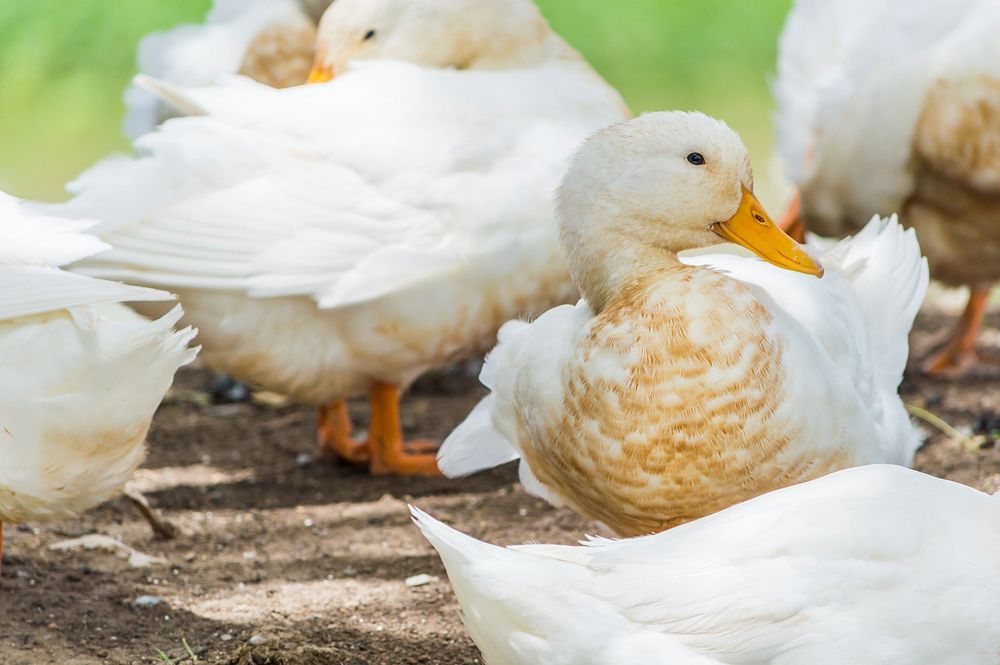 Group of American pekin ducks. Free public domain CC0 image.