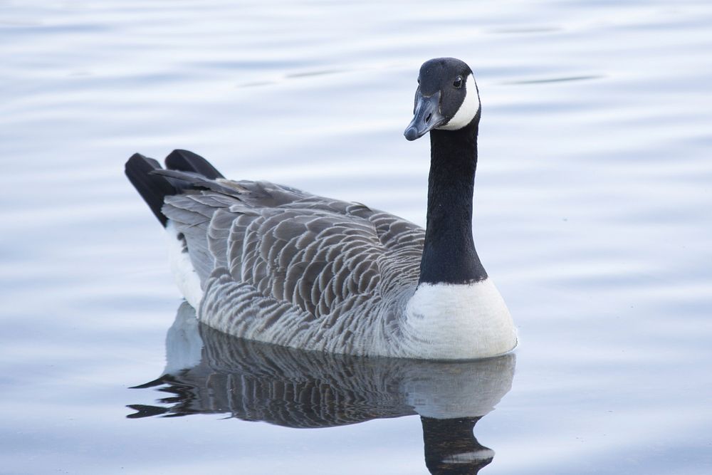 Swimming Canada goose close up. Free public domain CC0 photo.