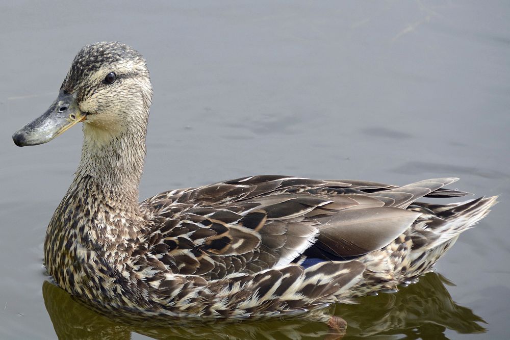 Mallard duck floating close up. Free public domain CC0 image.