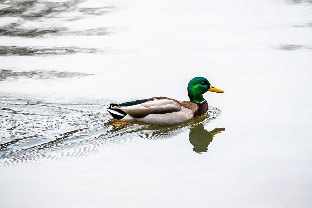 Green mallard duck close up. Free public domain CC0 photo.