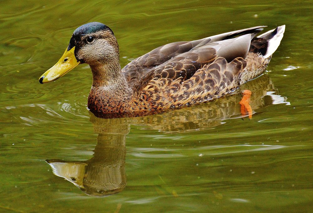 Mallard duck swimming close up. Free public domain CC0 image.