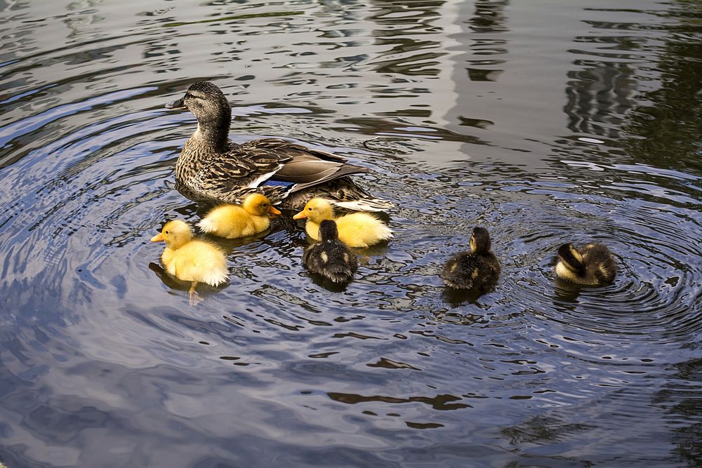 Mallard duck with with ducklings. Free public domain CC0 photo.