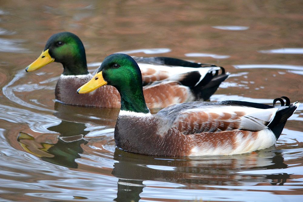 Green mallard ducks close up. Free public domain CC0 photo.