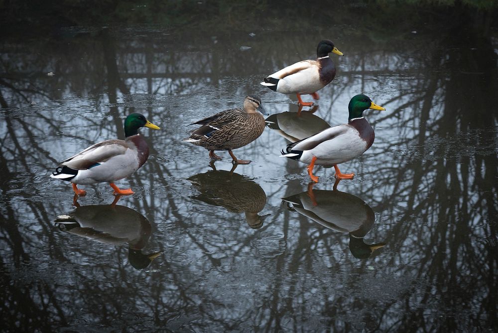 Mallard ducks walking close up. Free public domain CC0 photo.