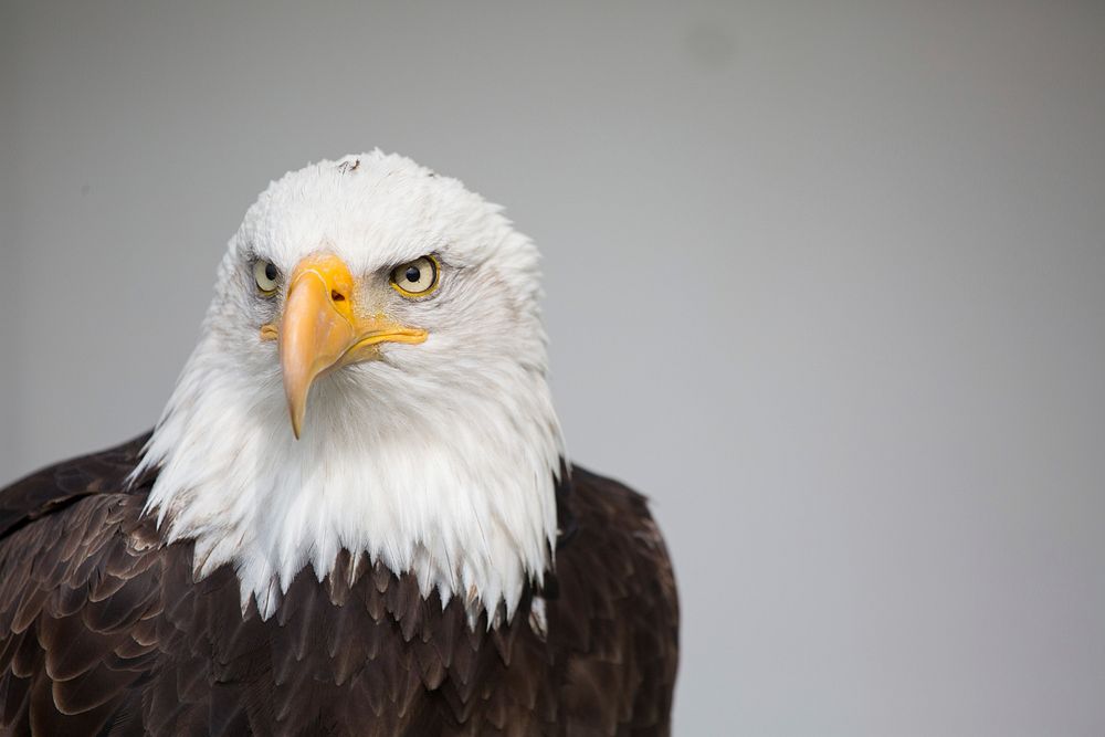 Bald eagle, bird photo. Free public domain CC0 image.