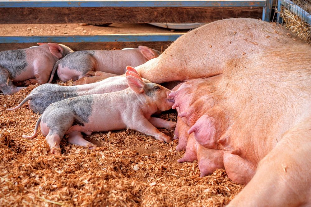 Free piglets drinking milk image, public domain farm animal CC0 photo.