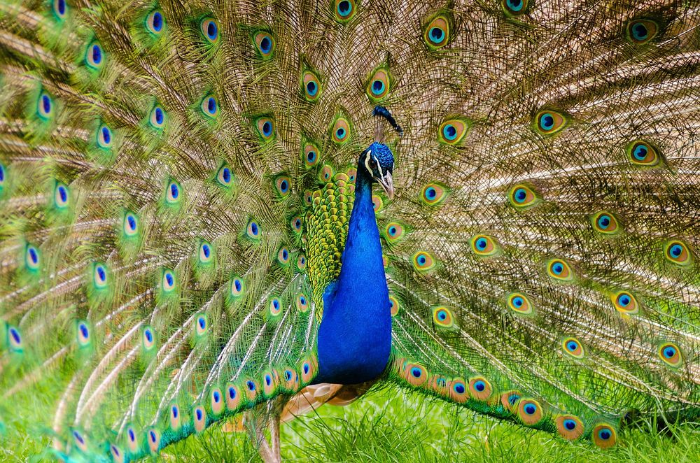 Free peafowl spreading feathers image, public domain animal CC0 photo.