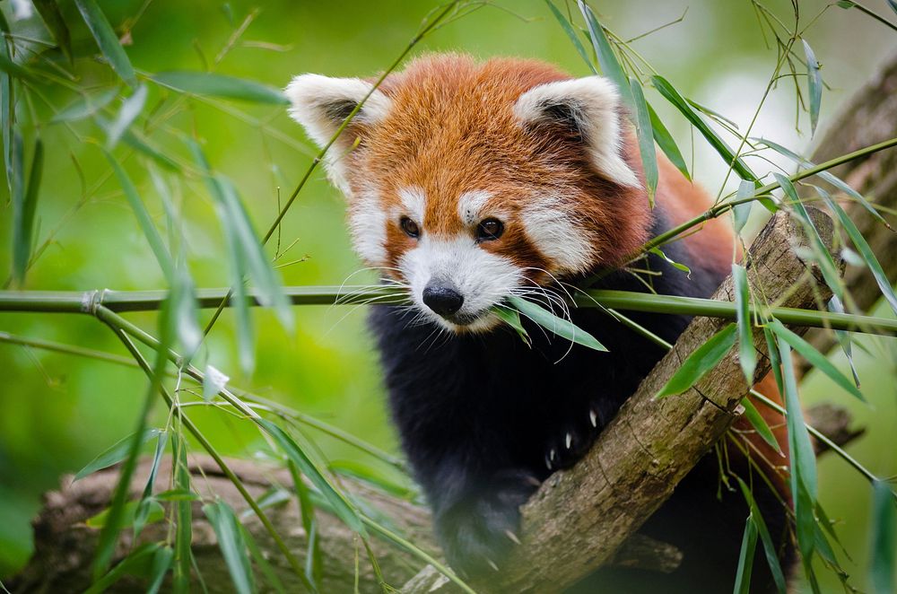 Free Red Panda image, public domain animal CC0 photo.