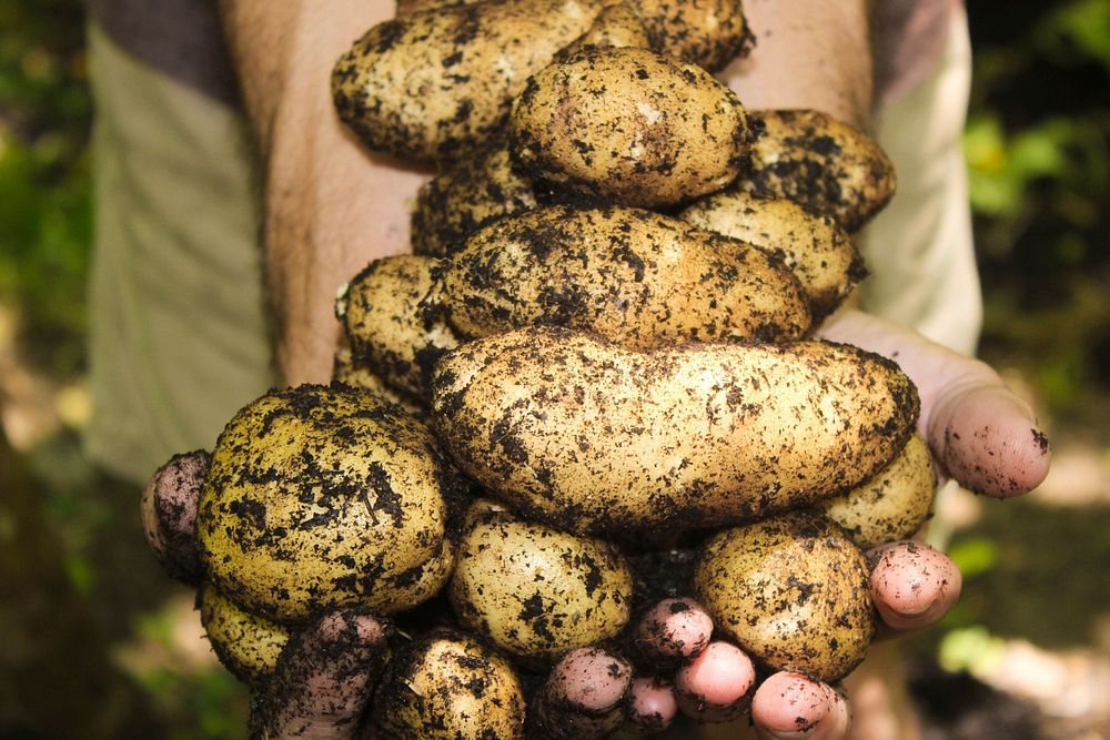 Free freshly harvested potatoes image, public domain agriculture CC0 photo.