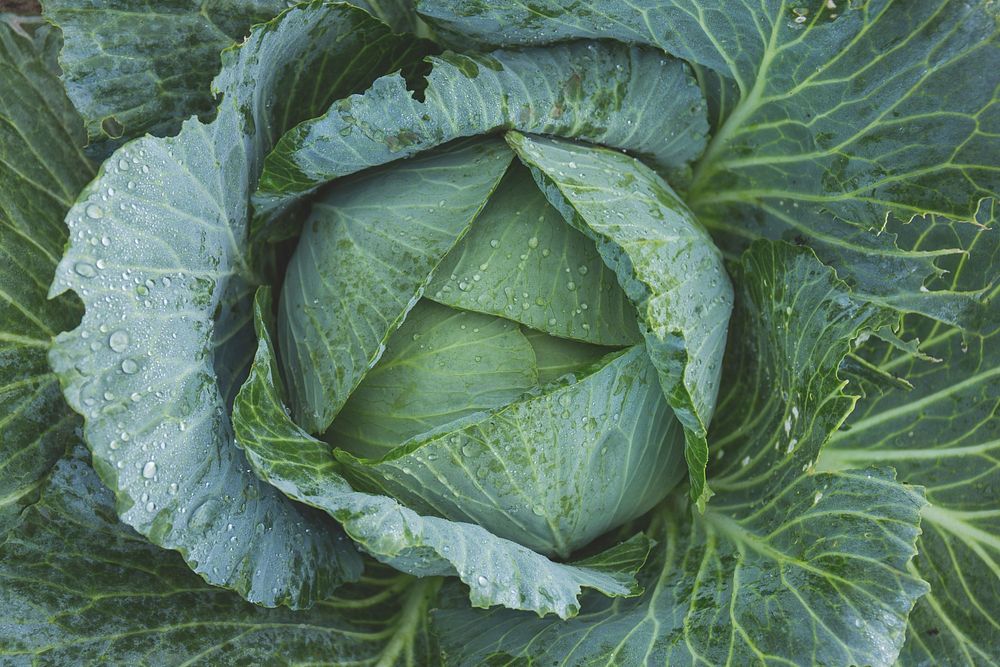Free cabbage image, public domain food CC0 photo.