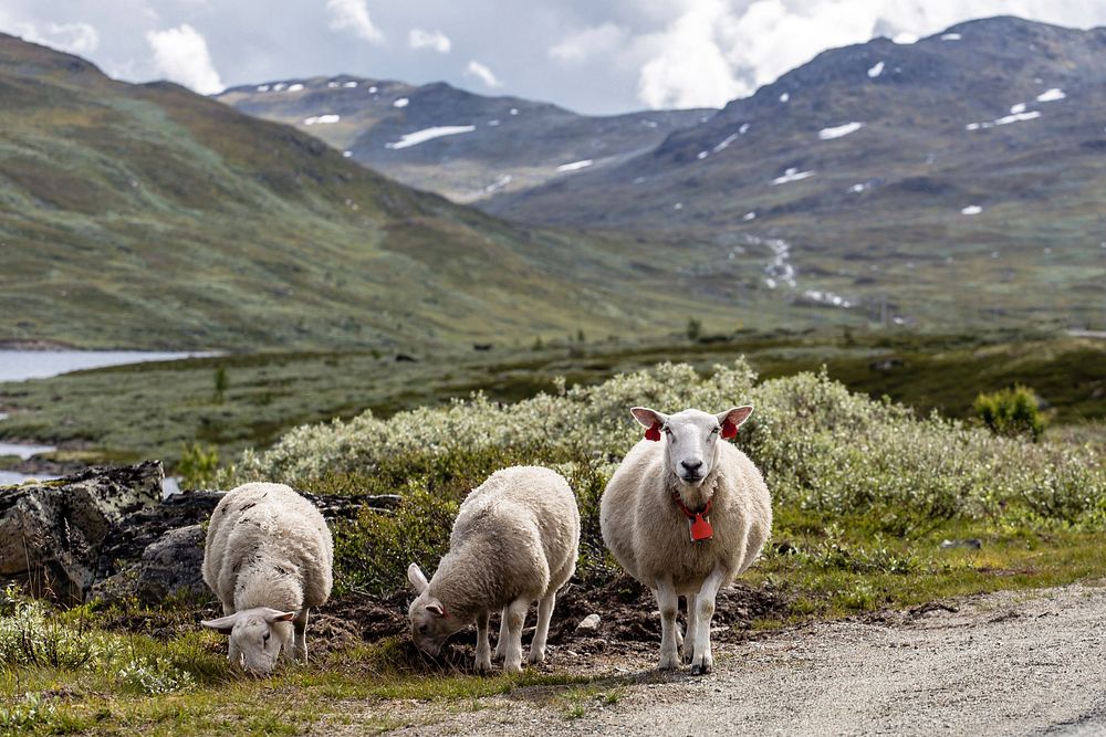 Free sheeps and mountains Hemsedal image, public domain landscape CC0 photo.