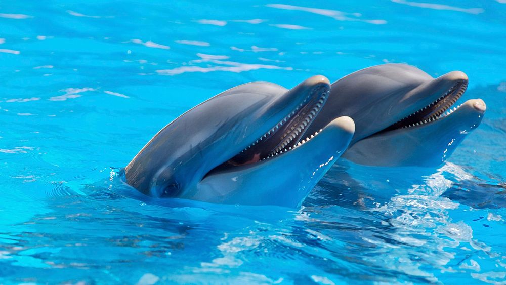 Free Dolphins image, public domain animal CC0 photo.