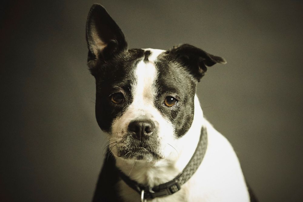 Free boston terrier dog image, public domain animal CC0 photo.