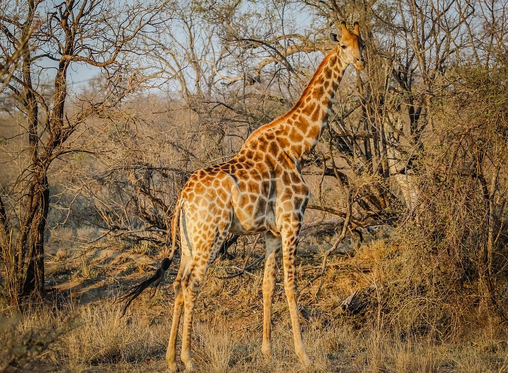 Free giraffe image, public domain animal CC0 photo.