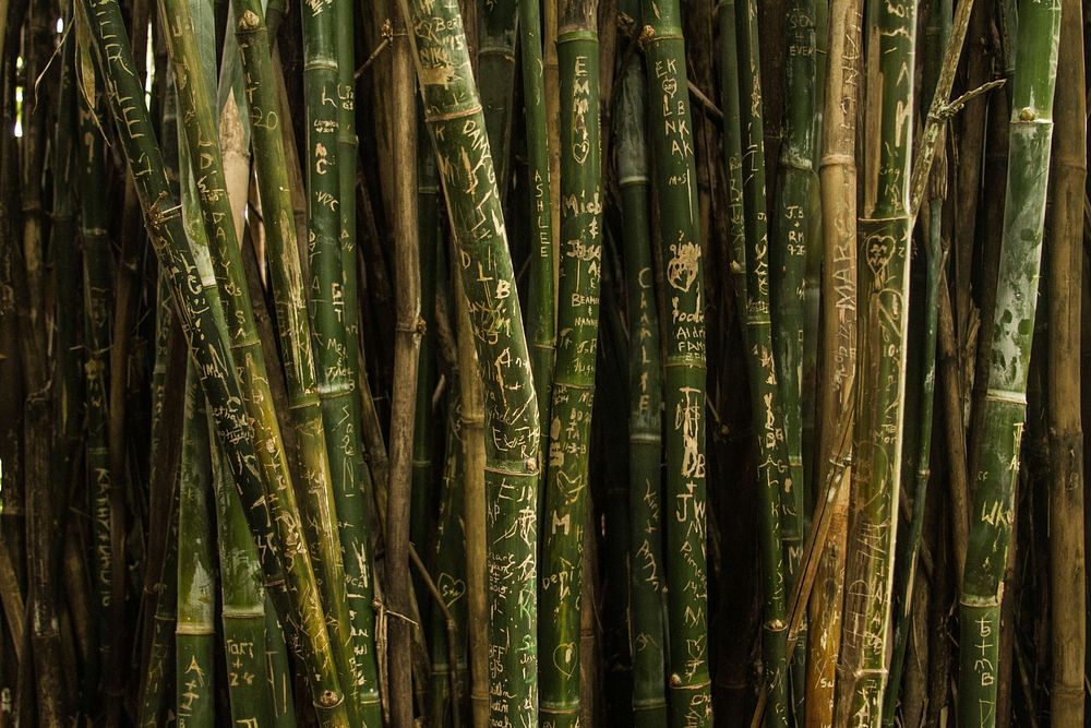 Free bamboo image, public domain plant CC0 photo.