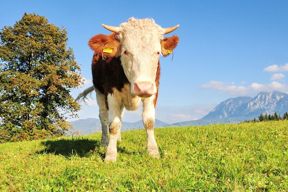 Free cow image, public domain animal CC0 photo.