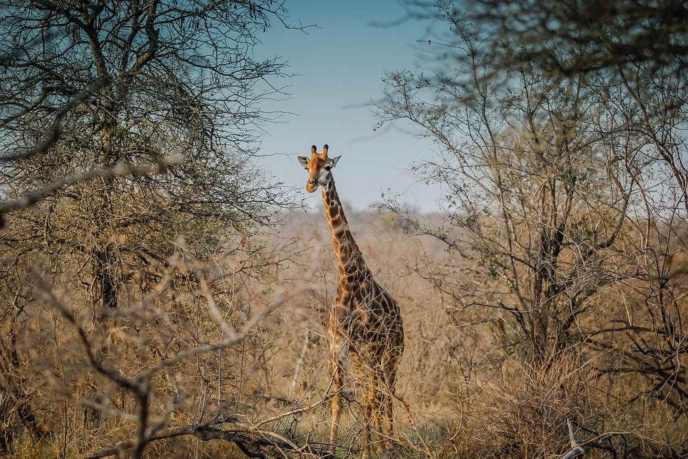 Free giraffe image, public domain animal CC0 photo.