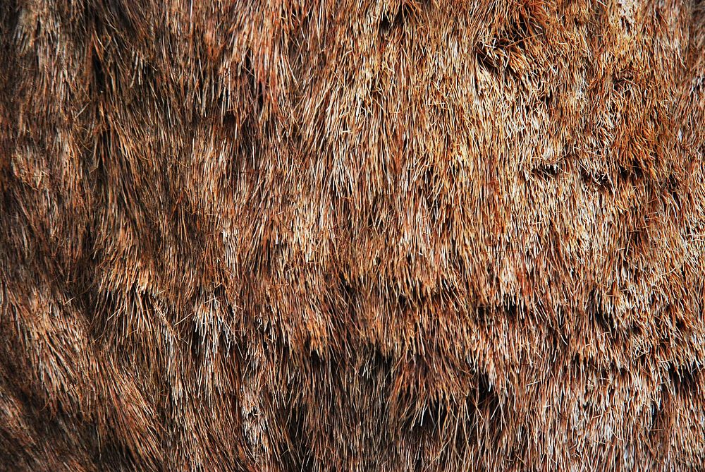 Fur coat close up, free public domain CC0 photo