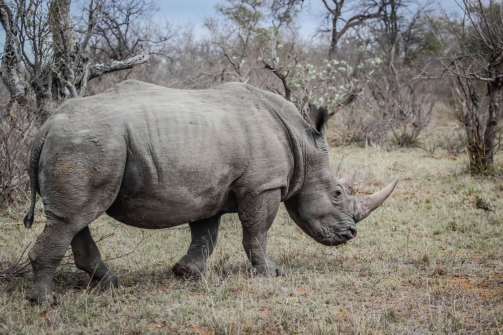 Free rhino image, public domain animal CC0 photo.