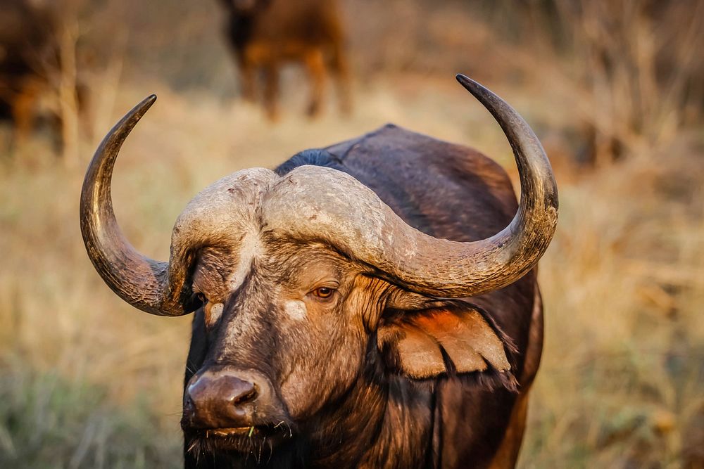 Free African buffalo image, public domain animal CC0 photo.