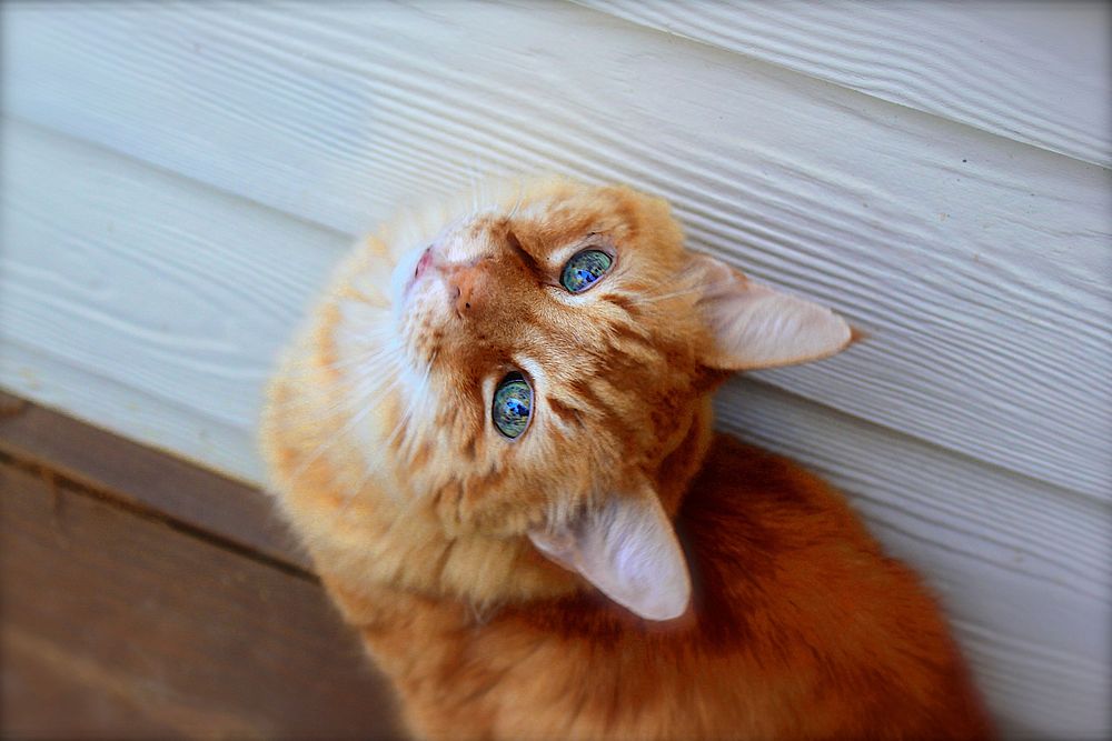 Free ginger shorthair cat image, public domain CC0 photo.