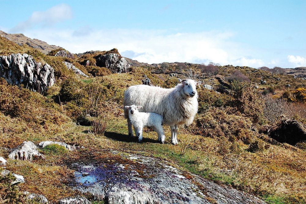 Free lamb image, public domain animal CC0 photo.