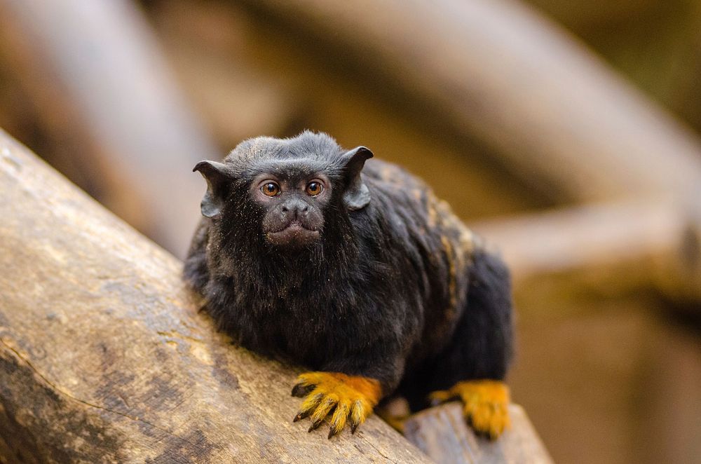 Free closeup on red-handed tamarin photo, public domain animal CC0 image.