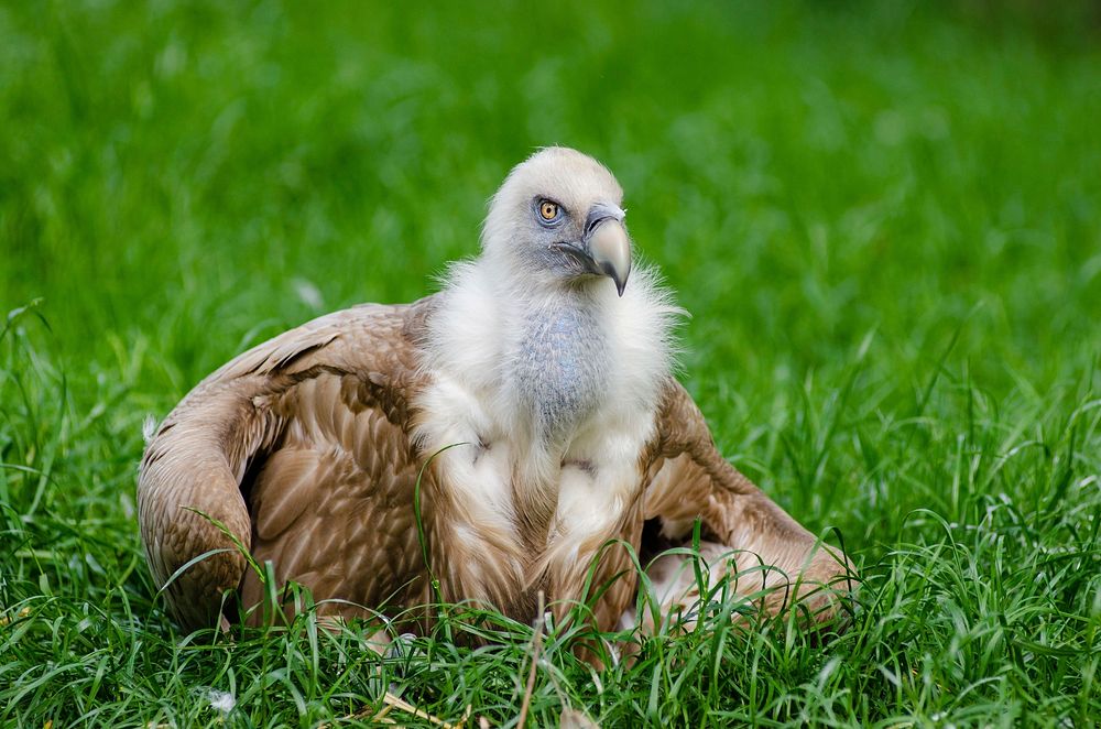 Free vulture standing on grass image, public domain animal CC0 photo.