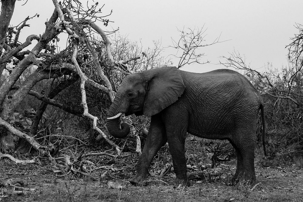 Free elephant image, public domain animal CC0 photo.