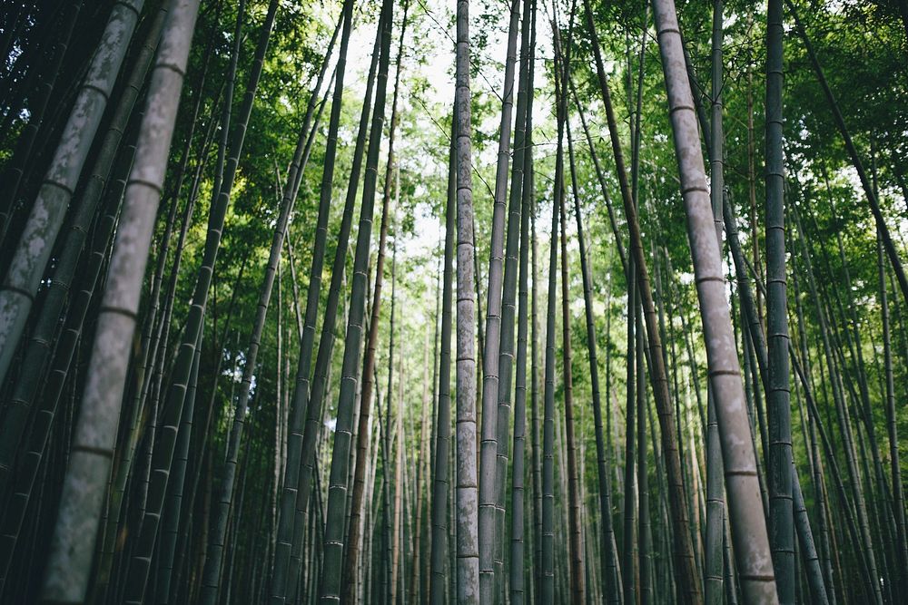 Free bamboo forest image, public domain nature CC0 photo.