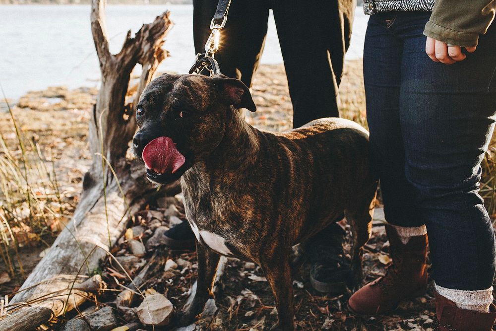 Free staffordshire bull terrier dog going for a walk image, public domain animal CC0 photo.