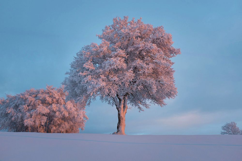 Free lone tree in winter image, public domain botanical CC0 photo.