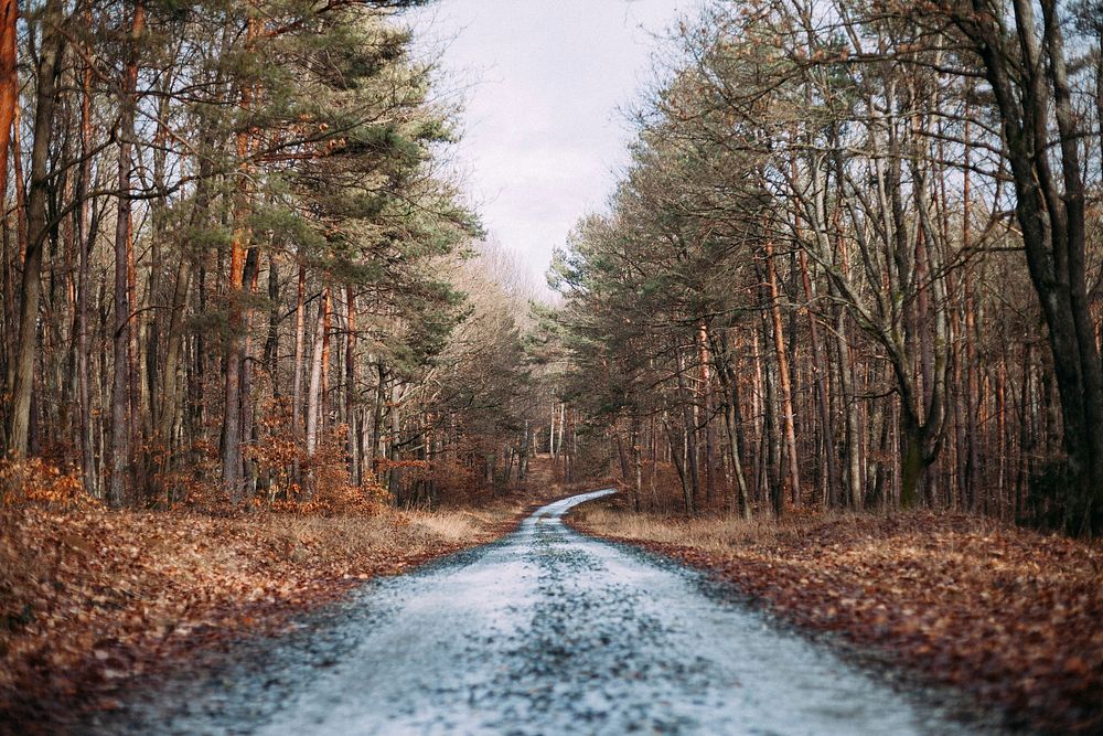 Free autumn fall road with orange leaves photo, public domain nature CC0 image.