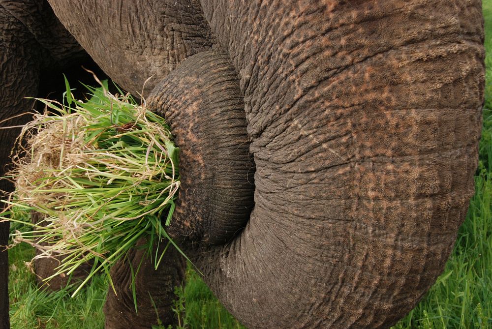 Elephant eating, wildlife image. Free public domain CC0 photo.