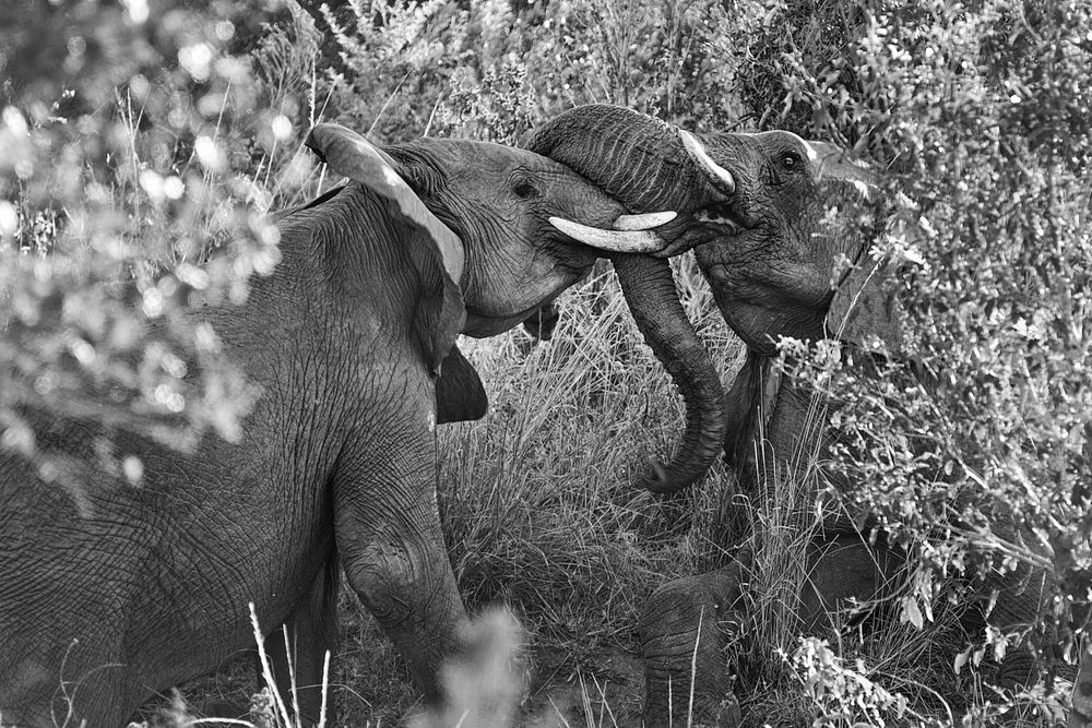 Two elephants play fighting. Free public domain CC0 photo.
