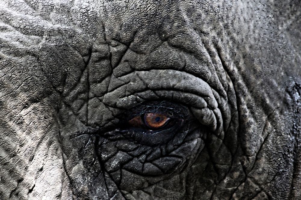 Elephant eye, close up. Free public domain CC0 photo.