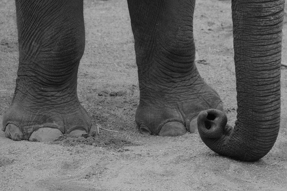 Wild elephant, black and white. Free public domain CC0 photo.